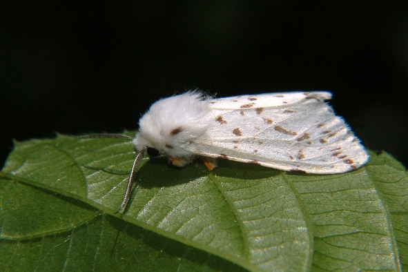 Spilosoma .... ID